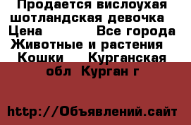 Продается вислоухая шотландская девочка › Цена ­ 8 500 - Все города Животные и растения » Кошки   . Курганская обл.,Курган г.